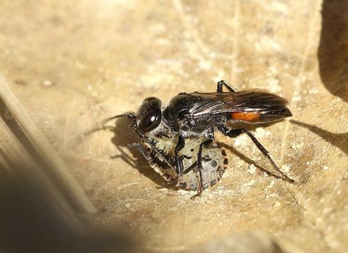 Astata sp.