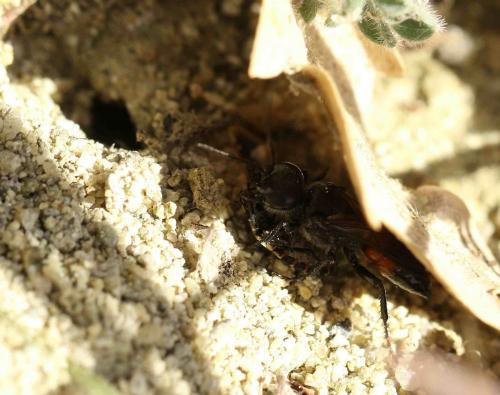 Astata sp.