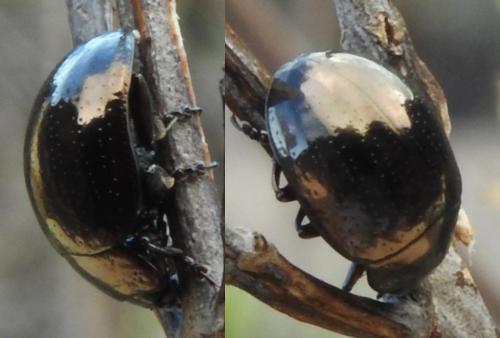Chrysolina gemina