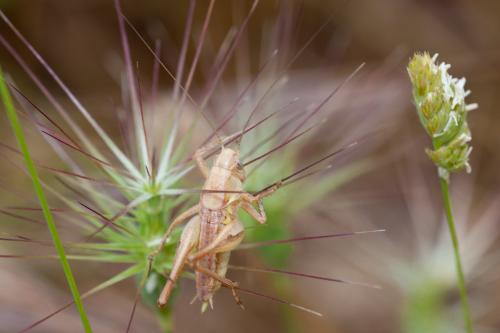 Réf. 192 460 : Platycleis sp.