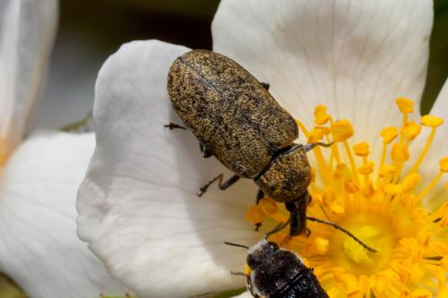 Réf. 192 014 : Mycterus curculioides