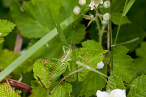 Tettigonia viridissima