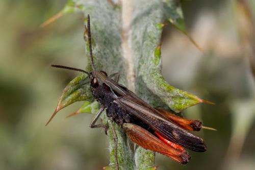Réf. 192 106 : Omocestus rufipes