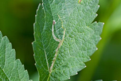 Réf. 192 108 : Agromyza filipendulae