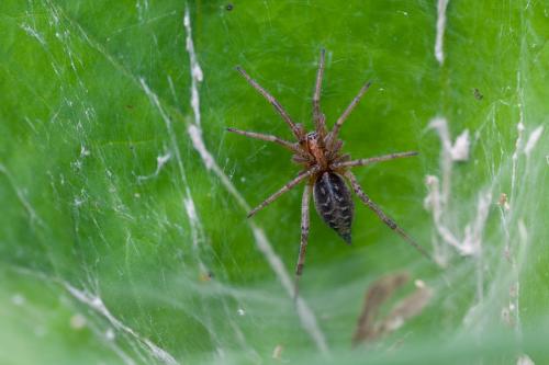 Agelena labyrinthica