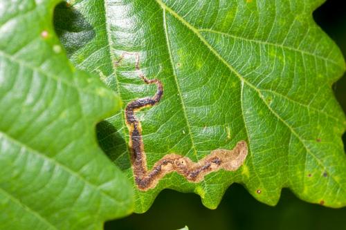 Réf. 192 112 : Stigmella sp.