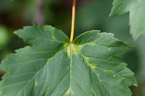 Aceria pseudoplatani