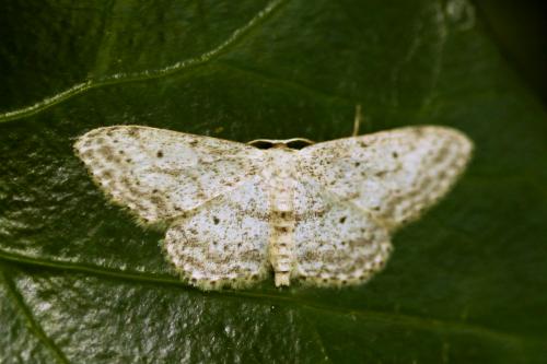Réf. 192 168 : Idaea seriata