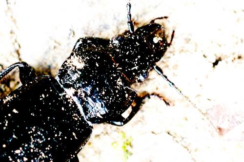 Pterostichus sp.