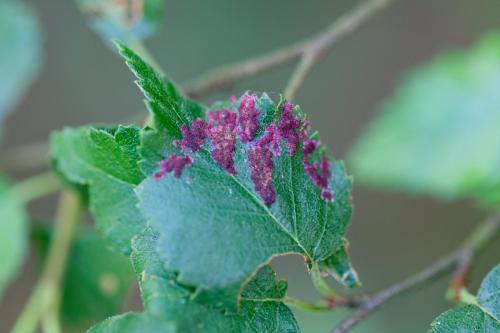 Acalitus longisetosus