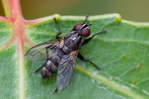 Stevenia sp.