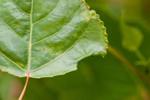Réf. 192 333 : Phyllocnistis unipunctella
