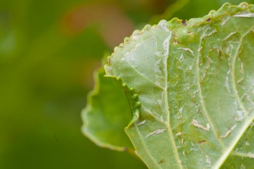Réf. 192 334 : Phyllocnistis unipunctella