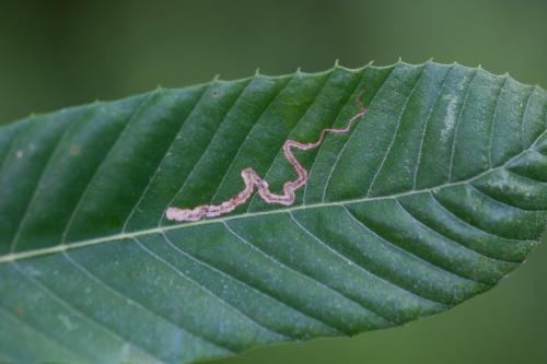 Stigmella samiatella