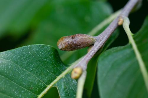 Réf. 192 383 : Dryocosmus kuriphilus