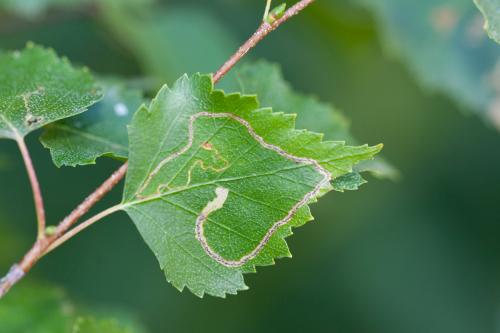 Lyonetia clerkella