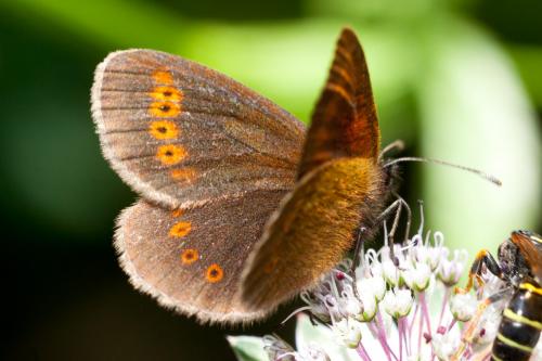 Erebia melampus