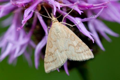 Udea lutealis