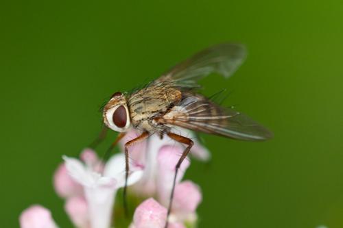 Prosena siberita