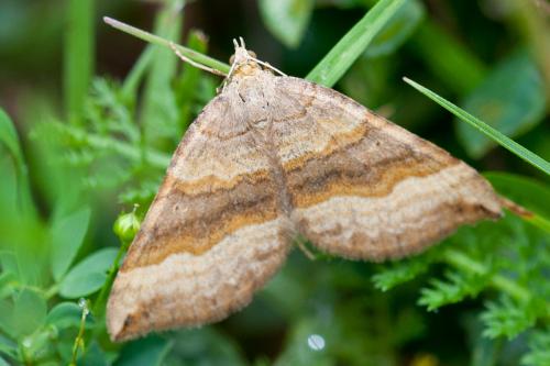 Réf. 192 813 : Scotopteryx chenopodiata