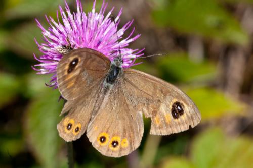 Lasiommata maera
