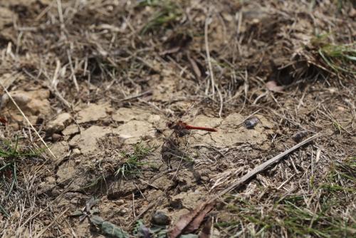 Sympetrum sp.