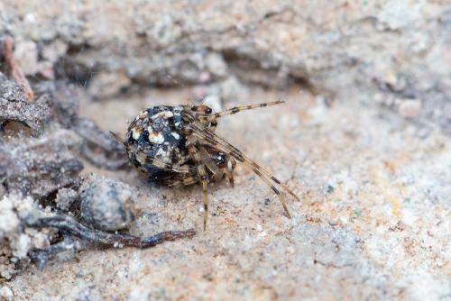 Theridion hannoniae
