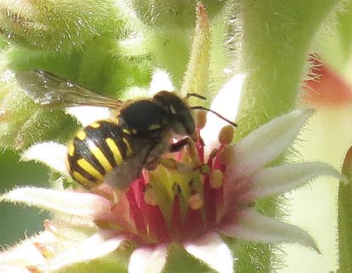 Réf. 192 870 : Anthidium sp.