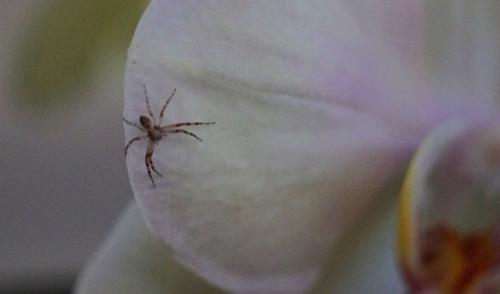 Philodromus_sl sp.