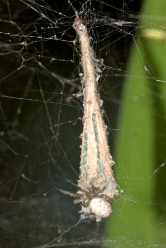 Cyrtophora beccarii