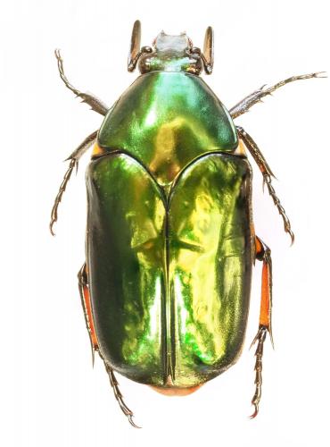 Agestrata orichalca