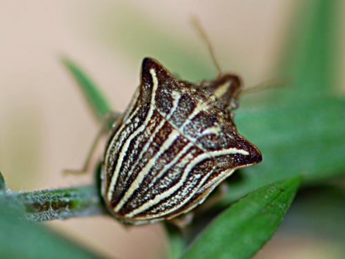 Réf. 192 934 : Ancyrosoma leucogrammes