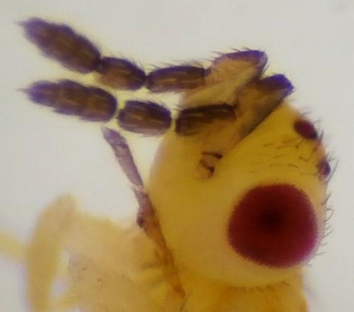 Cirrospilus viticola