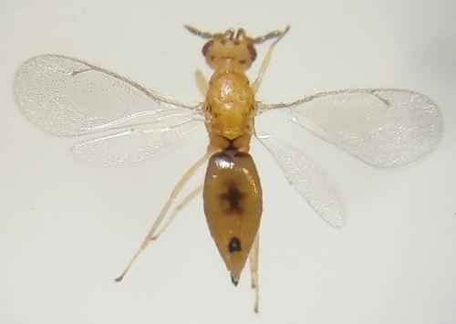 Cirrospilus viticola