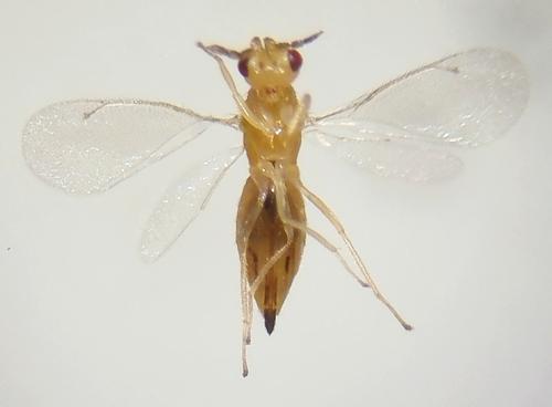 Cirrospilus viticola