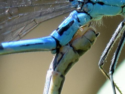 Coenagrion puella