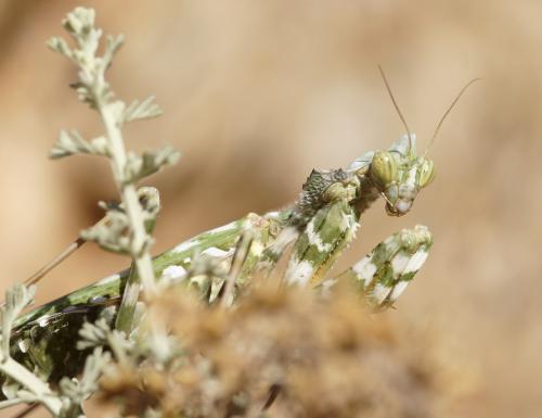 Réf. 192 103 : Blepharopsis mendica