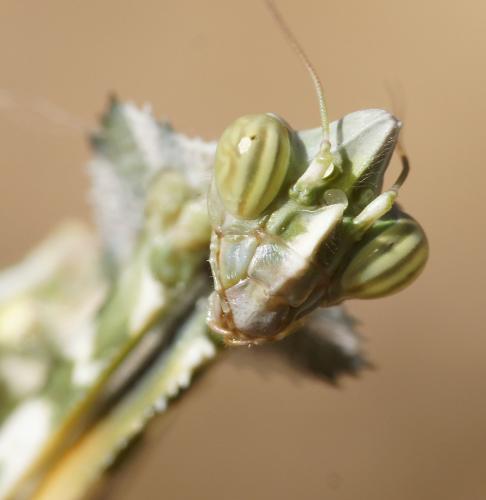Réf. 192 105 : Blepharopsis mendica