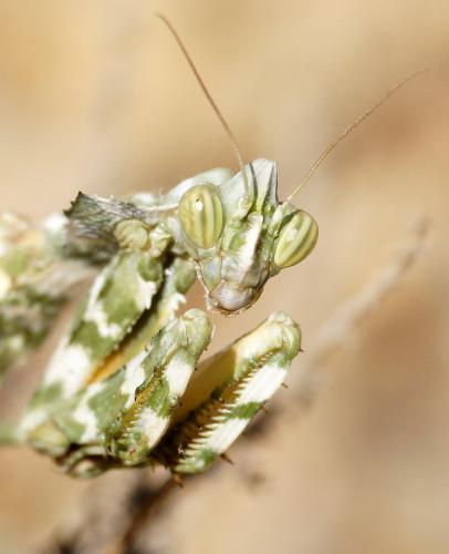 Réf. 192 104 : Blepharopsis mendica