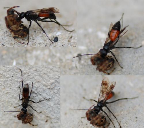 Réf. 192 341 : Caliadurgus fasciatellus