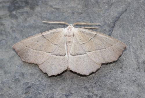Campaea honoraria