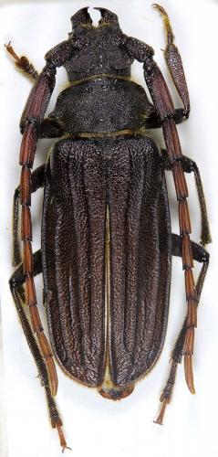 Sarmydus antennatus