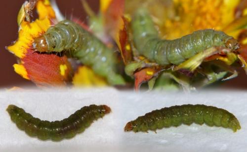 Réf. 192 376 : Cacoecimorpha pronubana
