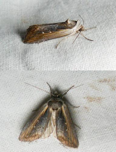 Réf. 192 037 : Epimecia ustula