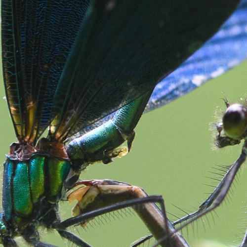 Calopteryx virgo