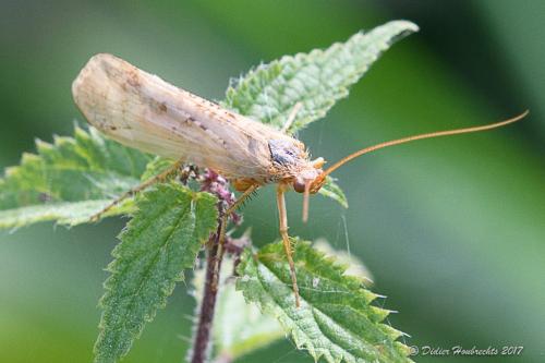 Limnephilus sp.
