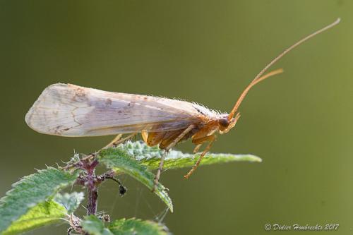 Limnephilus sp.