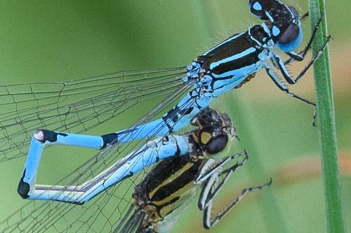 Réf. 192 877 : Coenagrion mercuriale