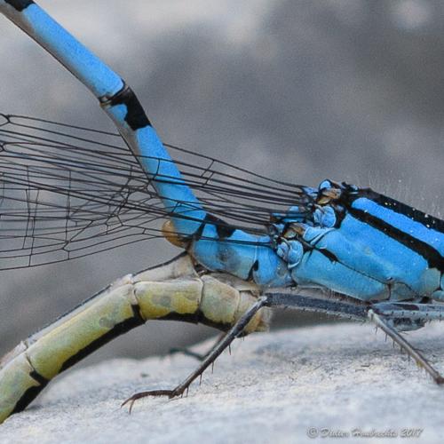 Enallagma cyathigerum