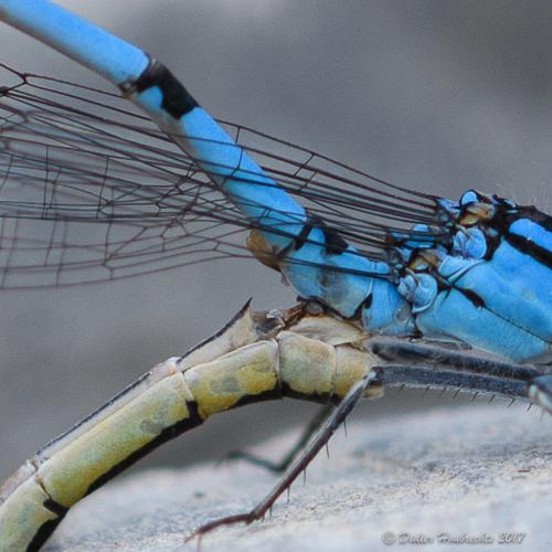 Enallagma cyathigerum